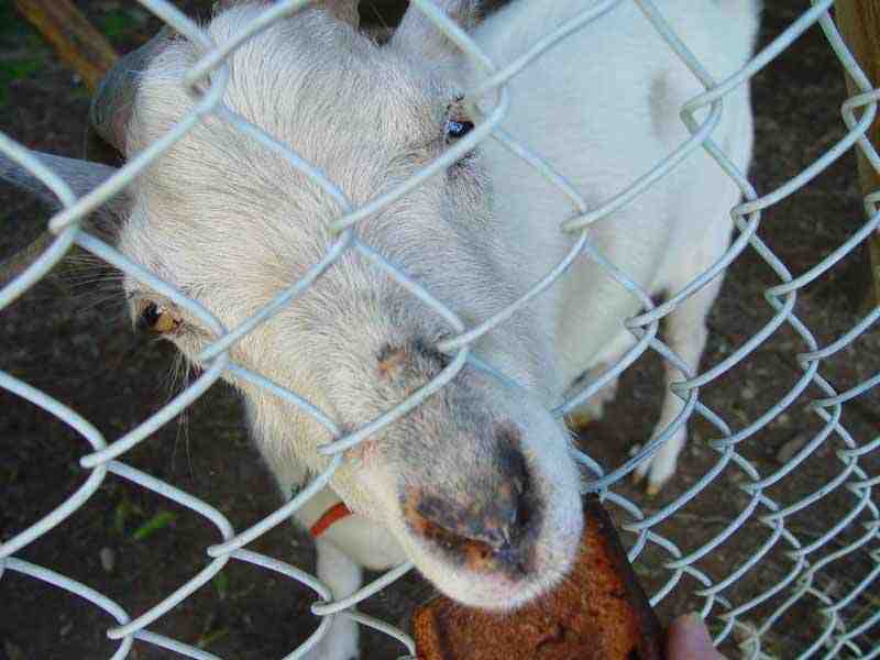 Unconcussed goat enjoys crispy sponge.
